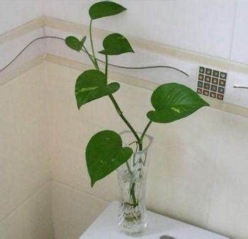 九星連珠2022 廁所放的植物